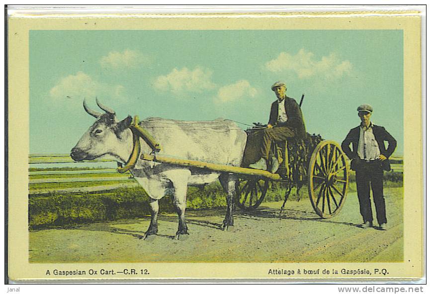 ATTELAGE A BOEUF,ATTELAGE DE CHIEN, ANCIEN FOUR D´HABITANT - Gaspé