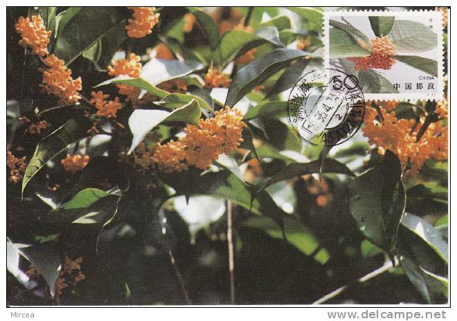 5506  - Fleurs - Carte Maximum Chine 1995 - Cartes-maximum