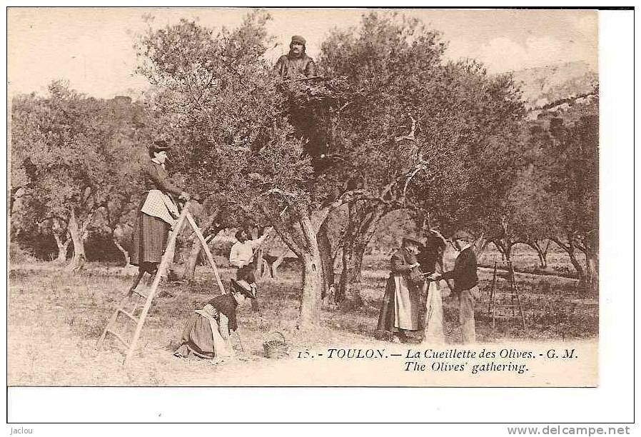 CUEILLETTE DES OLIVES A TOULON REF 1621 - Cultivation
