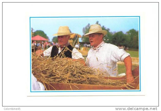 Cpm  Les égréneurs Sur Batteuse Savigny ( MANCHE ) - Cultures