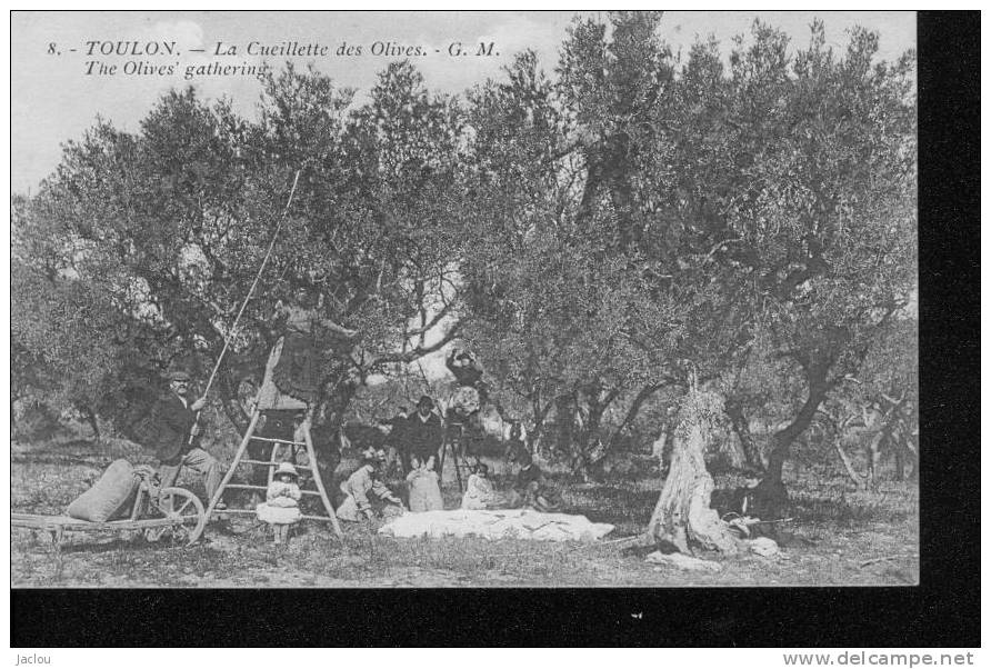 CUEILLETTE DES OLIVES A TOULON REF 1626 - Culturas