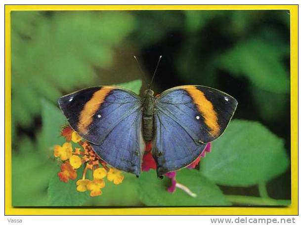 MALESIE. KALLIMA PARALEKTA " Nymphalidae " - Mariposas