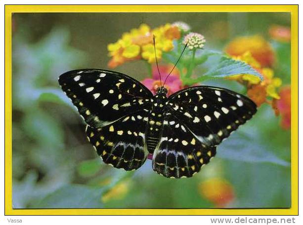 MALAISIE. EUTHALIA DIRTEA " Nymphalidae " - Farfalle