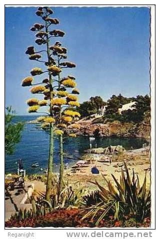 83 LES CALANQUES DES ISSAMBRES !!! CPSM 1952 !!! La Plage   TOP - Les Issambres