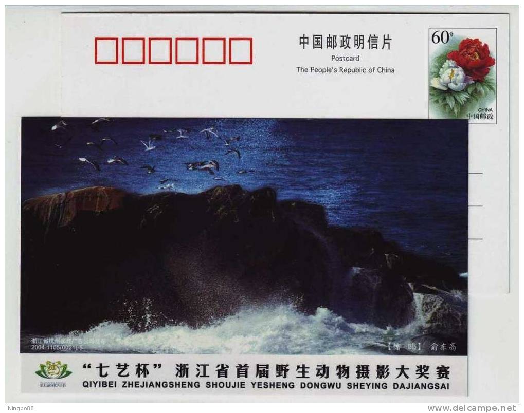 Agazed Seagull Bird,CN04 Qiyi Cup Wildlife Animal Photography Contest Adverting Postal Stationery Card - Seagulls