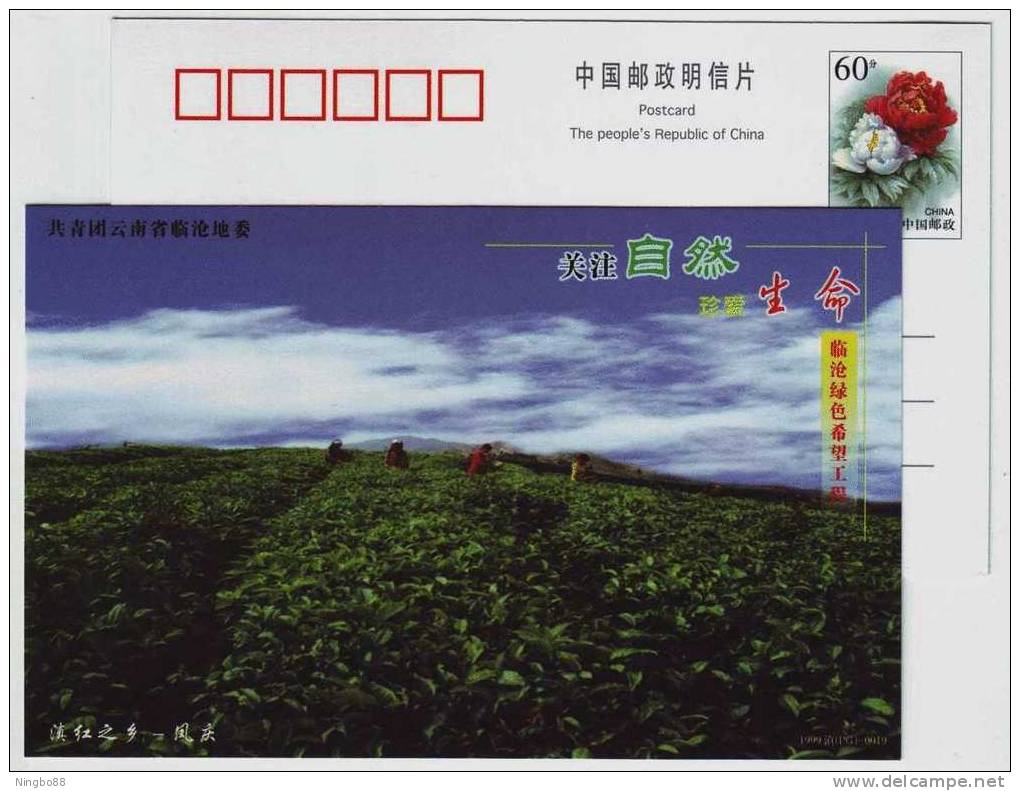 Tea Fied,Famous Fengqng Ancient Red Tea,CN 99 Lincang Green Hope Project Advertising Pre-stamped Card - Sonstige & Ohne Zuordnung