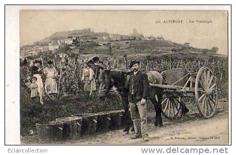 AUVERGNE    63   ..Les Vendanges - Auvergne