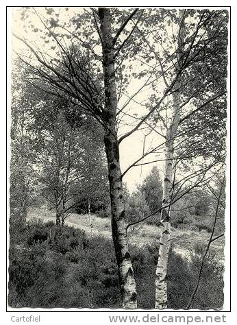 Pulderbos: St. Jozefpreventorium, Wandelingen - Zandhoven