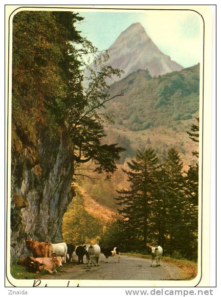 CARTE POSTALE D UN TROUPEAU DE VACHES DANS LES PYRENEES - Taureaux