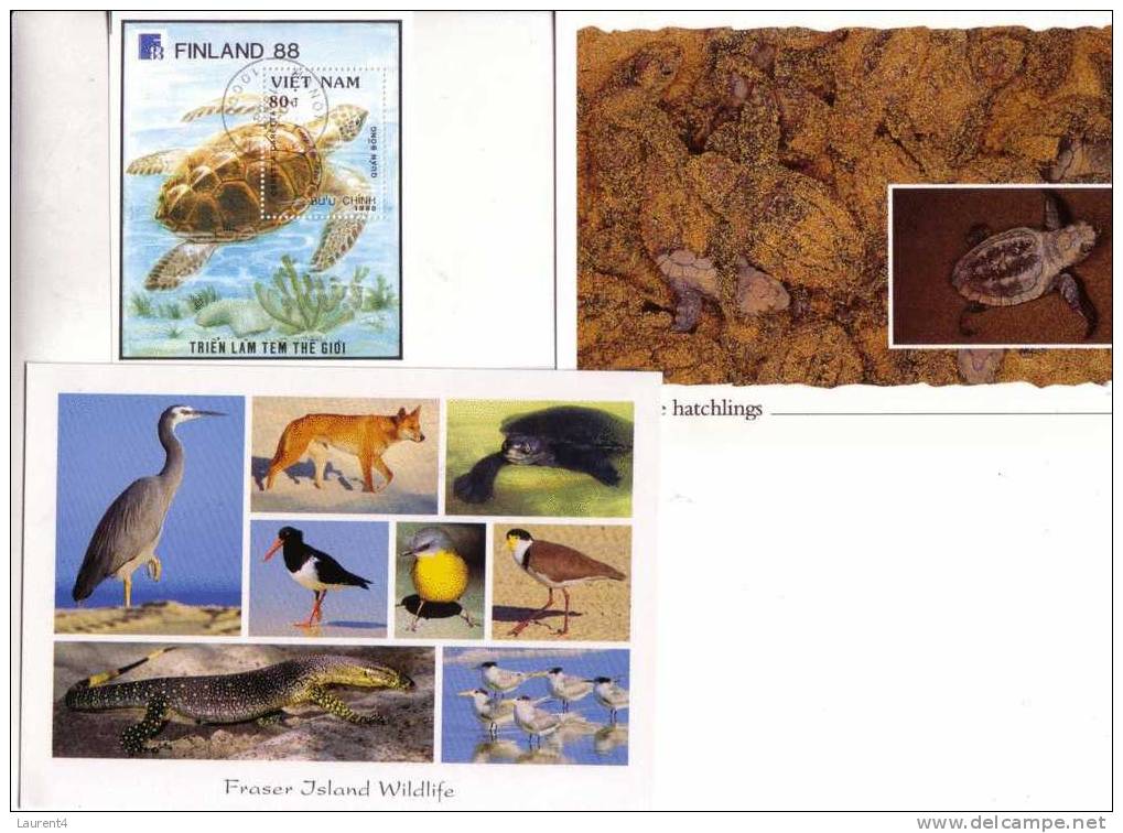 4 Postcard On Tortoise + Stamps - 4 Carte De Tortue + Timbre - Turtles