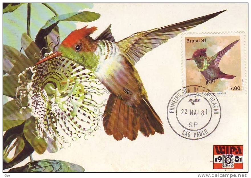 BRASILE 1981 - CM - FDC -  Annullo Speciale Illustrato -  Fauna -uccelli - Segler & Kolibris