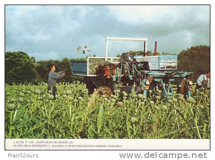 Saint Jean Du Doigt Les Frères Le Roux Ramassent Leurs Artichauds - Cultivation