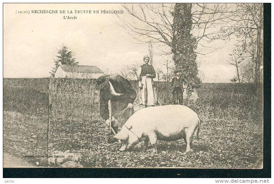 RECHERCHE DE LA TRUFFE EN PERIGORD "L'ARRET" REF 1658 - Schweine