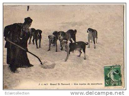 GRAND ST BERNARD ..Une équipe De ...sauveteurs..Chiens. - Cani