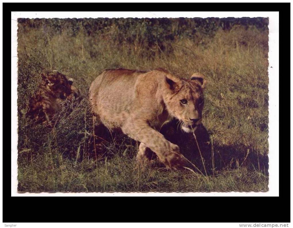 LIONNE N° 834 - Lions