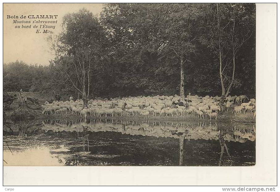 Bois De Clamart - Moutons S'abreuvant Au Bord De L'étang. - Clamart