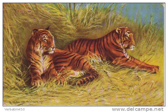 TIGRE.. - Tigres