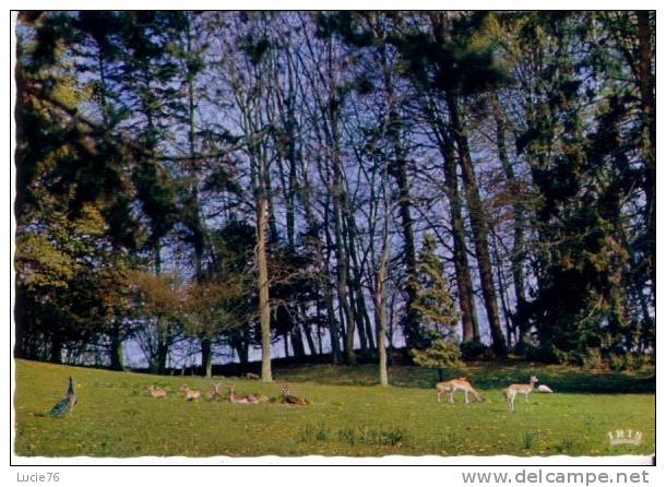 CLERES -  PARC ZOOLOGIQUE - Antilopes Cervicapres  -  N°  76 179 78 - Clères