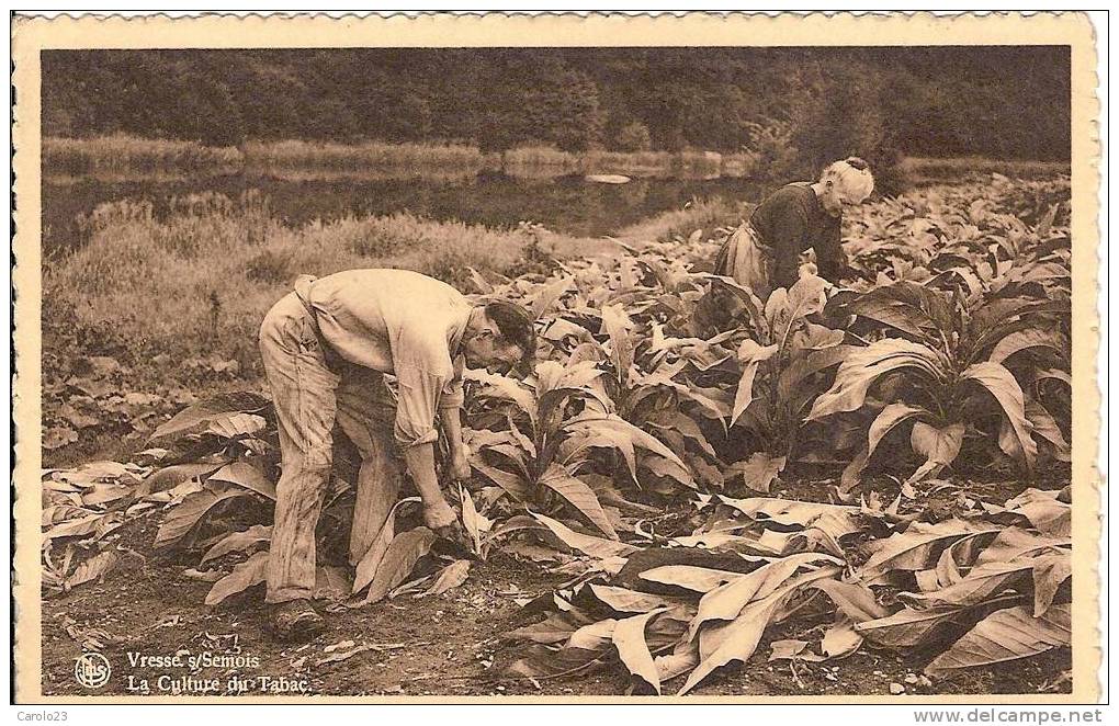 VRESSE  SUR  SEMOIS :  LA  CULTURE  DU  TABAC - Vresse-sur-Semois