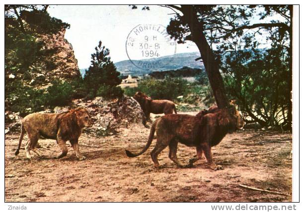 CARTE POSTALE DE LION A LA RESERVE AFRICAINE DE SIGEAN - 11 - Leoni