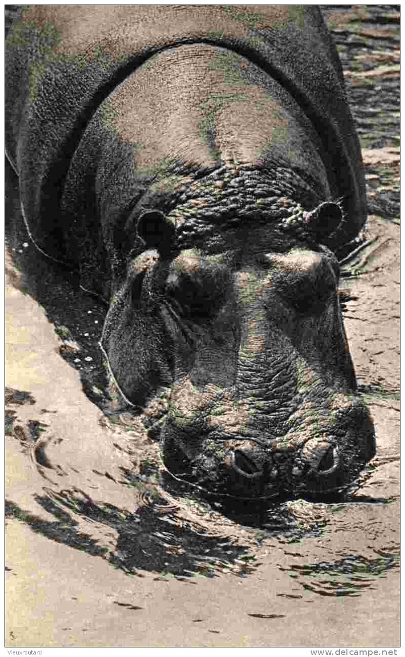 CPA, UN DES HIPPOPOTAMES, PARC ZOOLOGIQUE DU BOIS DE VINCENNES, PARIS, - Hippopotames