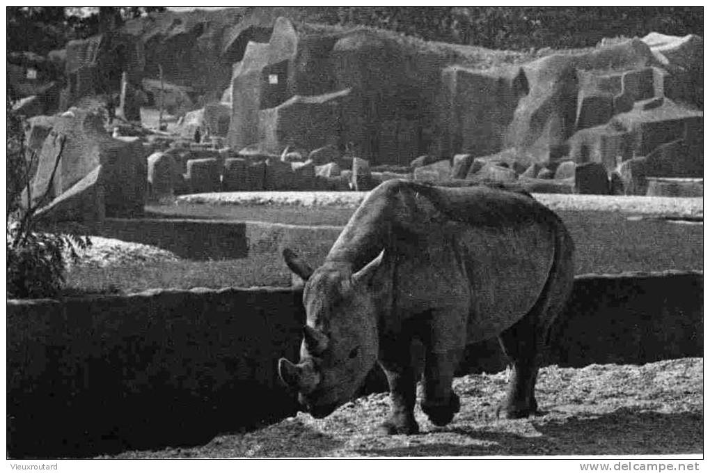 CPA, LE RHINOCEROS D´AFRIQUE, PARC ZOOLOGIQUE DU BOIS DE VINCENNES, PARIS, - Rhinozeros