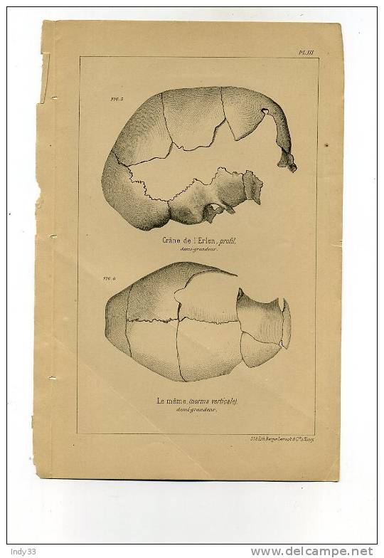 - CRÂNE DE L'ERLEN . LITHO DU XIXe S. - Sonstige & Ohne Zuordnung