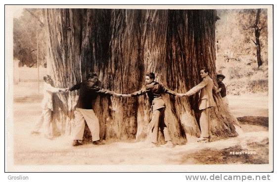 MEXIQUE CP PHOTO CHAPULTEPEC AHUEHUETE (HOMMES ENTOURANT ARBRE GEANT) - Mexique