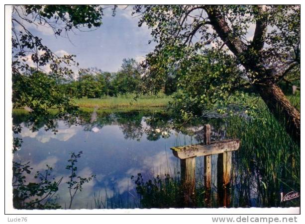 EN SOLOGNE - L´Etang à La Vanne -  N°  H 5603 - Centre-Val De Loire