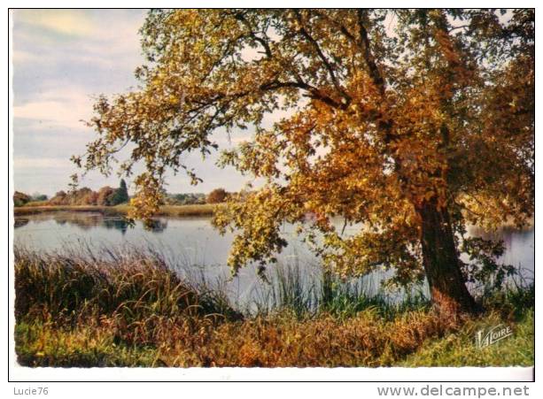 EN SOLOGNE - A L´Automne, Un Etang - N°    H 5607 - Centre-Val De Loire