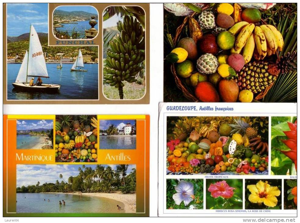 4 Cartes De Banane / 4 Postcard On Banana - Landbouw