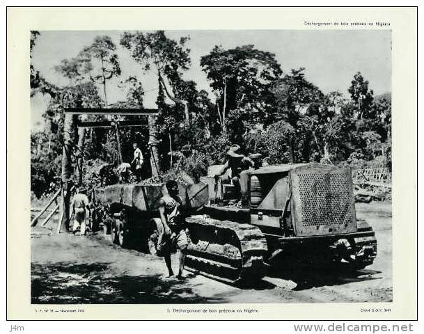 Photo.. Déchargement De Bois Précieux En NIGERIA..... Novemmbre 1953 - Nigeria