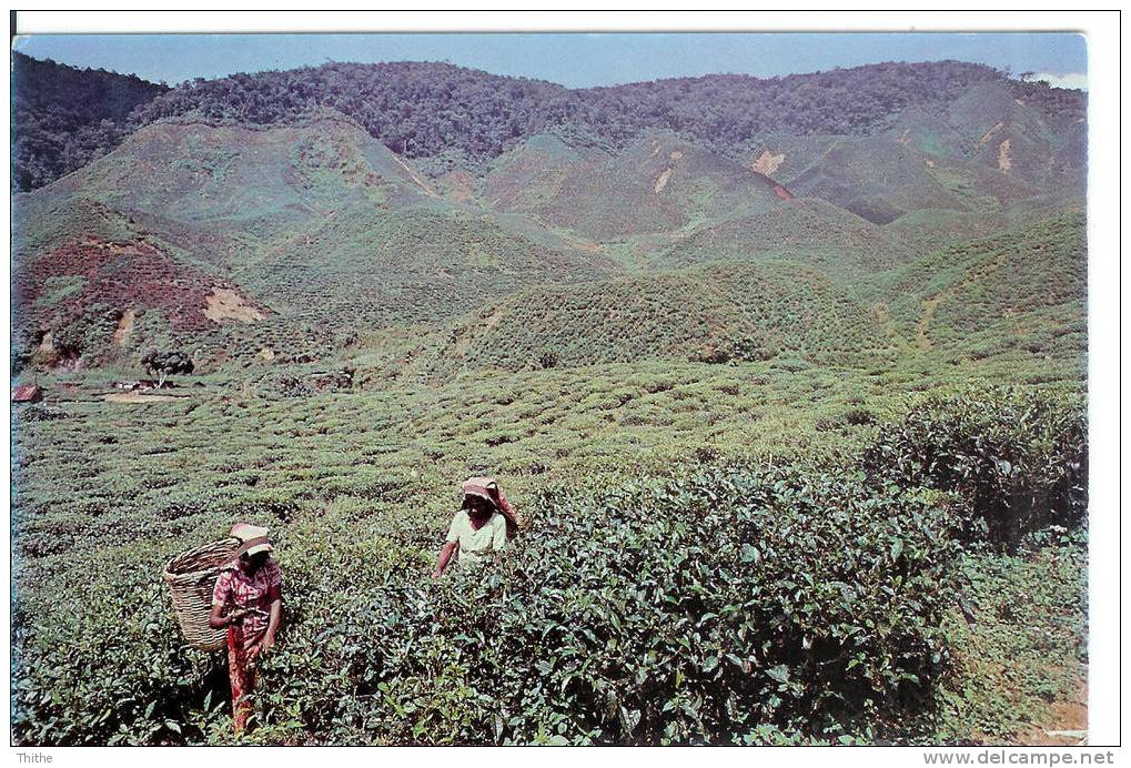 Cameron Highlands - Agriculture - Malaysia