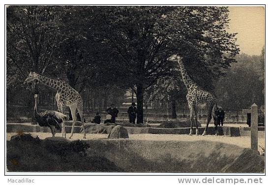 119 - Les GIRAFES Sur Leur Plateau, Bois De Vincennes Paris - Giraffen