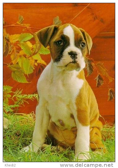 HUND Deutscher BOXER Postkarte AK - Carte Postale Chien - Dog Postcard - Cane Perro - 02 - Honden