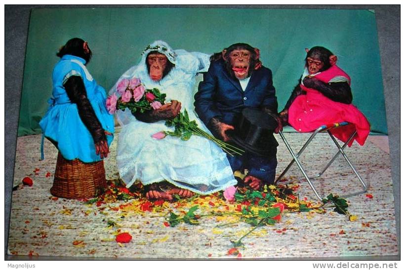Animals,Monkeys,Chimpanzees,Wedding,Couple,Party,postcard - Affen