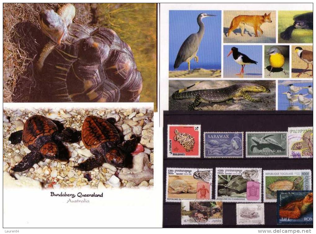 3 Carte De Tortue + Timbres / 3 Card Of Tortoise + Stamps - Tartarughe