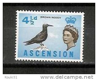 Ascension YT 80 * : Noddi Brun - Seagulls