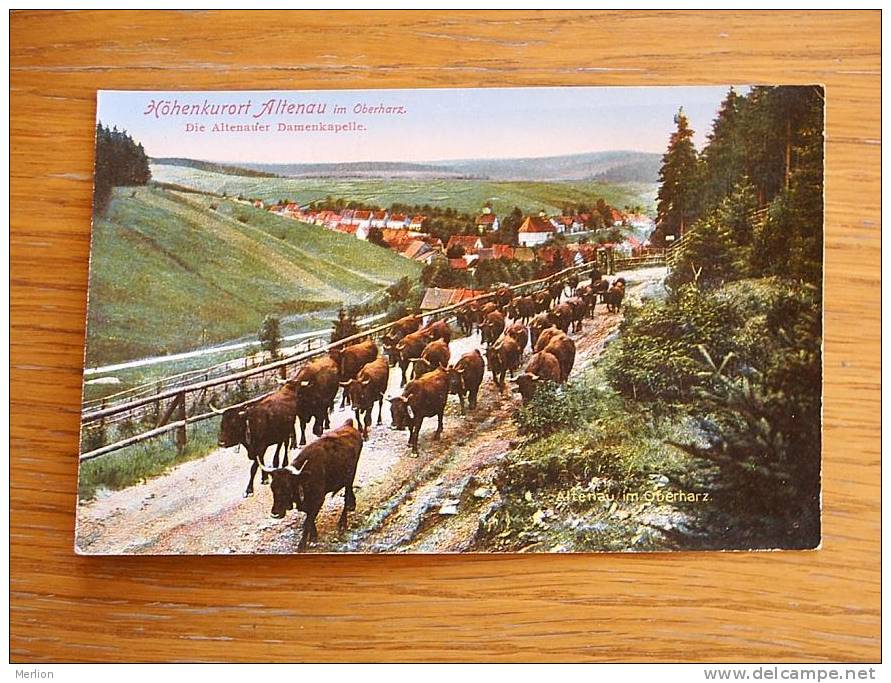 Altenau Im Oberharz , Ort Kühe Viehtrieb Cows  1915- D2471 - Viehzucht