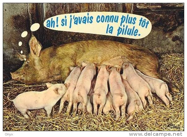 COCHON / PIG / SWAN - Schweine