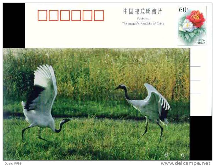 Hooded Crane , Rare Migratory Bird, Nature Reserve, Pre-stamped Postcard - Kranichvögel