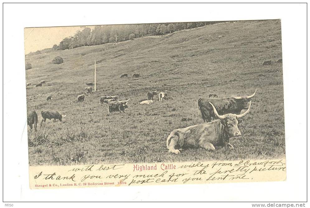 HIGHLAND CATTLE  Cows - Dunbartonshire