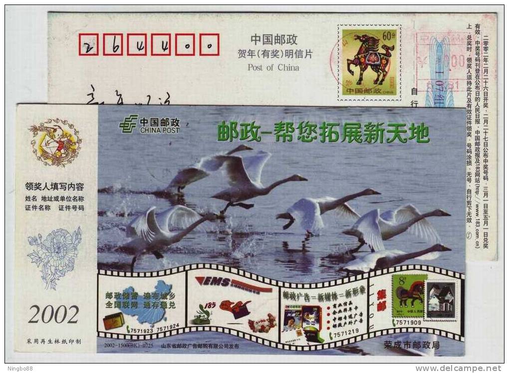 Biggest Winter Habiting Lake For Swan Migrating From Siberia,CN02 Rongcheng Post Business Advert Pre-stamped Card - Cygnes