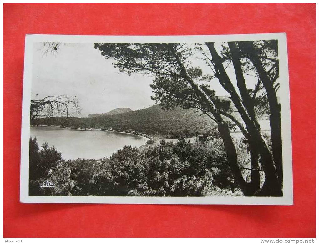 CARTE POSTALE DU VAR 83 / ILE DE PORQUEROLLES PLAGE DE LA COURTADE    /    SUPERBE!!!! - Porquerolles