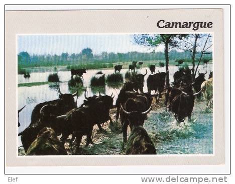 TAUREAUX De Camargue ; TB - Taureaux