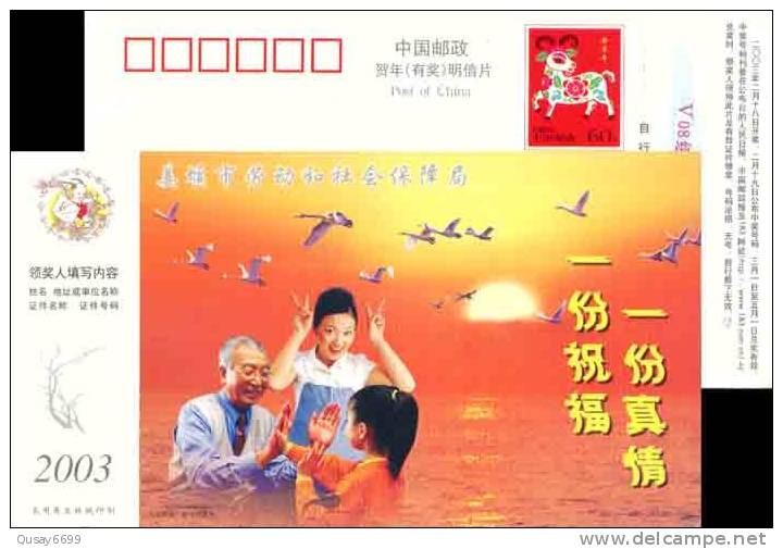 Bird, Swan, Sun ,  Pre-stamped Postcard - Swans
