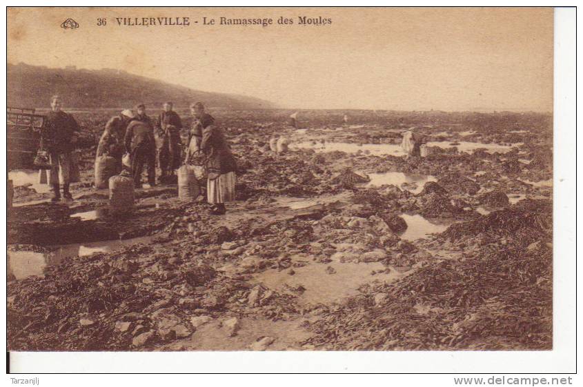 CPA De Villerville (Calvados 14): Le Ramassage Des Moules. - Villerville