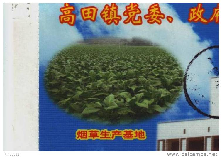 Tobacco Planting Base,China 2007 Gaotian Town New Year Greeting Pre-stamped Letter Card - Tabacco