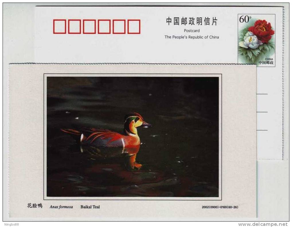 Baikal Teal Duck,China 2002 Dongtan Rare Bird Postal Stationery Card - Eenden