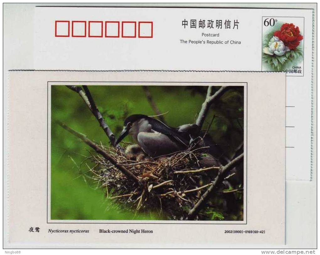 Black-crowned Night Heron,China 2002 Dongtan Rare Bird Postal Stationery Card - Other & Unclassified